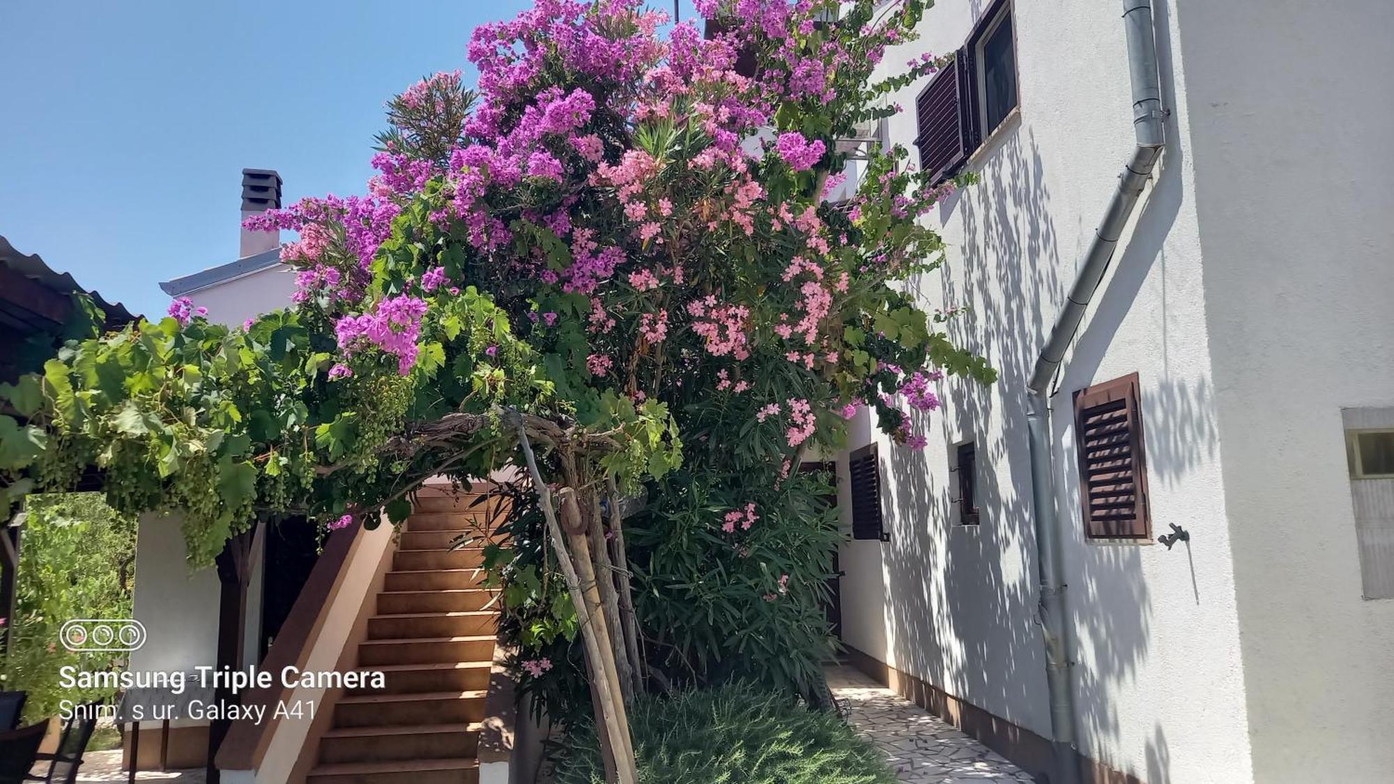 Eco Secluded Apartments Zabodarski Cunski Екстер'єр фото